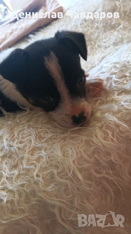 Продавам Пинчер-Джак ръсел , снимка 3 - Пинчер - 54236176