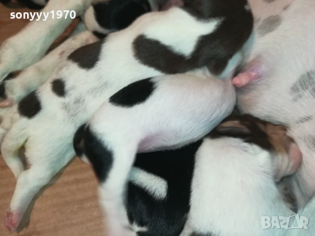 ДЖАК РЪСЕЛ 250ЛВ ЗА БРОЙ 2108251956, снимка 15 - Джак ръсел териер - 51446324