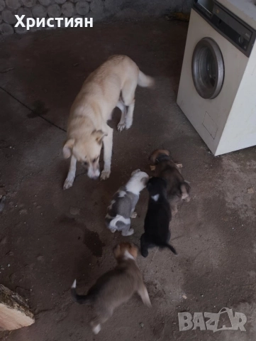 подарявам кученца 1 женско 3 момчета, снимка 4 - Други - 52949301