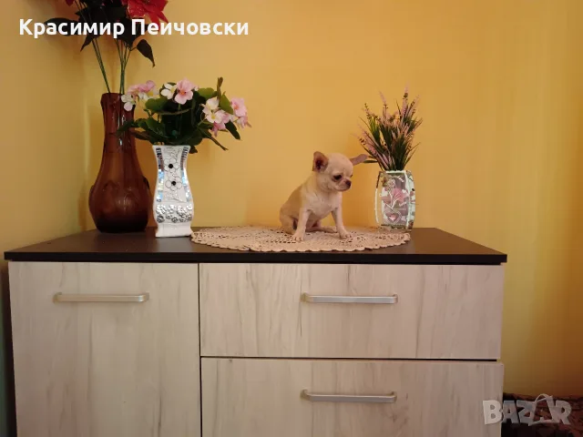 женско чихуахуа. , снимка 8 - Чихуахуа - 55766980