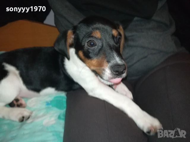 ДЖАК РЪСЕЛ ТЕРИЕР-БЕБЕ ДЖАК ЖЕНСКО С ПАСПОРТ 0411251438