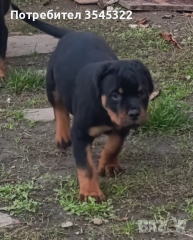 РОТВАЙЛЕР, снимка 4 - Ротвайлер - 50181422