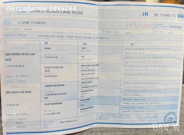 Уникални кученца кане корсо италяно,шоу клас чистокръвни., снимка 13 - Кане корсо - 52775457