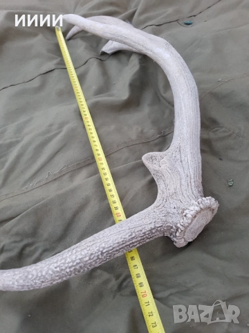 Рог от елен , снимка 4 - Антикварни и старинни предмети - 52128555