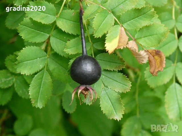   Черна шипка от диви рози (Rosa spinosissima)