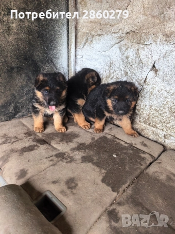 Елитни кучета от елитни родители , снимка 3 - Немска овчарка - 52580499