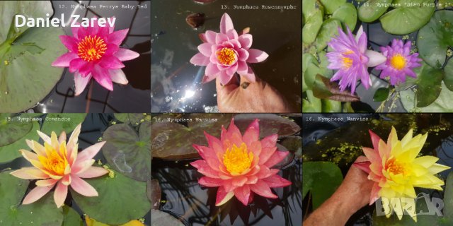 Продавам водни, езерни растения, цветя и водни лилии, снимка 2 - Градински цветя и растения - 28830827