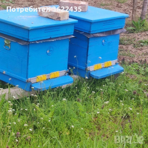 Два кошера със пчели ДБ 10 рамков
