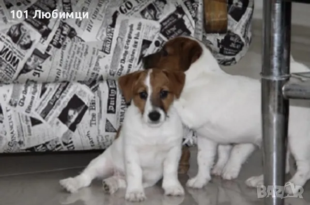 Джак Ръсел териери, снимка 2 - Джак ръсел териер - 47449190