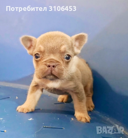 Френски булдог - мини new shade isabella tan, снимка 3 - Френски булдог - 53265857