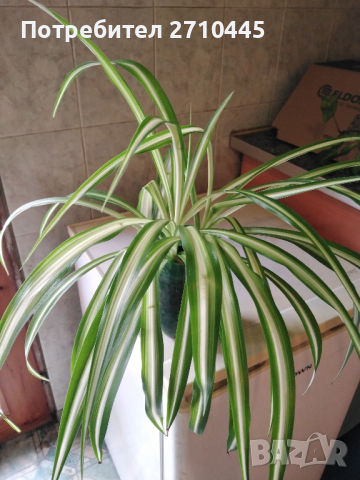 Хлорофитум /зелена лилия/, снимка 2 - Стайни растения - 34593439