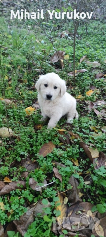 Голдън ретривър , снимка 4 - Голдън ретривър - 52402933