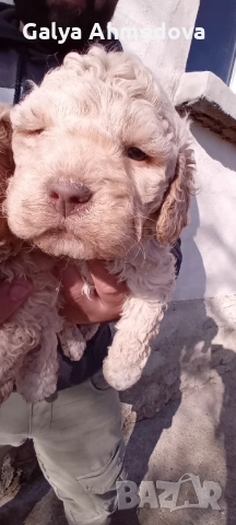 Лагото романьоло , снимка 8 - Други - 52822728