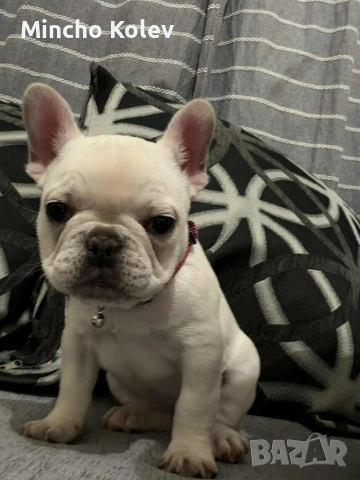 френски булдог , снимка 6 - Френски булдог - 53187558