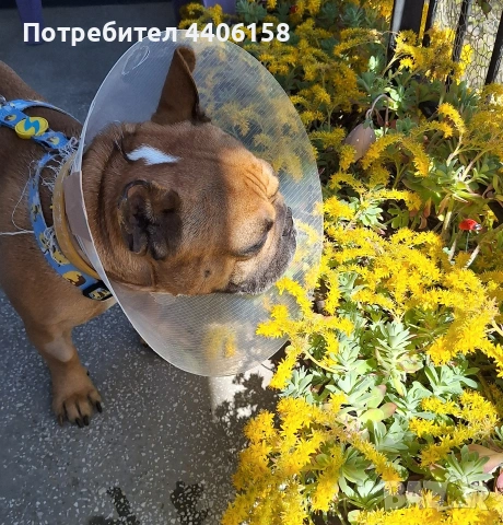 продавам сукуленти