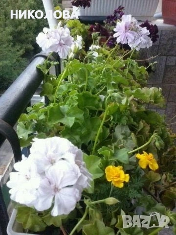 САКЪЗЧЕТА - резници, снимка 2 - Градински цветя и растения - 45804212