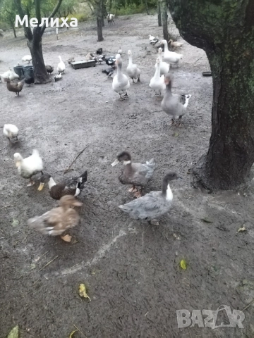 Патици , снимка 2 - Патици и гъски - 51985463