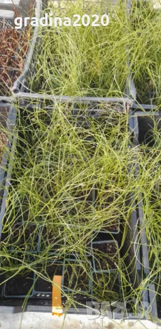 Гениста (Жълтуга) / Genista, снимка 6 - Разсади - 49487055