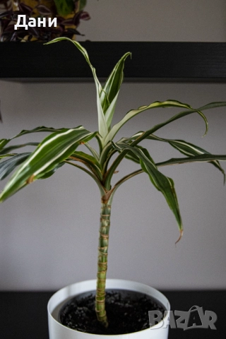 🌿 Драцена Lemon Lime – жизнена и лесна за отглеждане у дома 🌿 Готова за подарък, снимка 6 - Стайни растения - 52061005