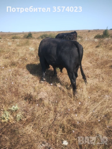 Месодайни телета