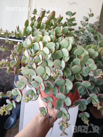Седум Сиеболди, Sedum sieboldii, снимка 2 - Стайни растения - 55908206