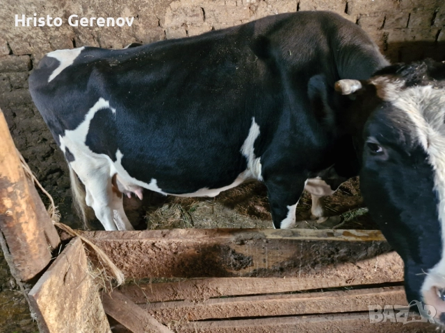 Продавам млекодойна крава , снимка 3 - Крави - 52244396