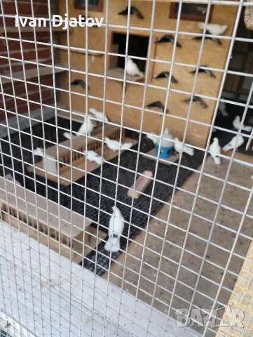 гълъби на глас, снимка 5 - Гълъби - 48591762