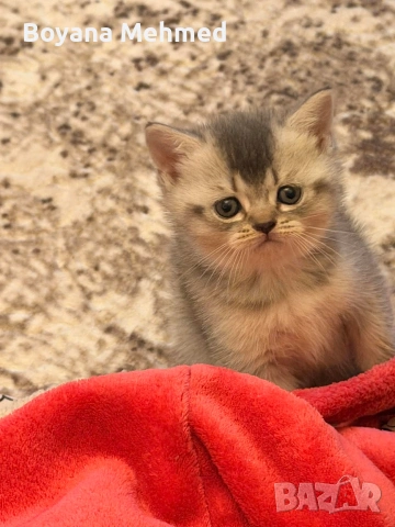 Британски късокосместа и шотландски клепоухи, снимка 2 - Британска късокосместа - 53875657