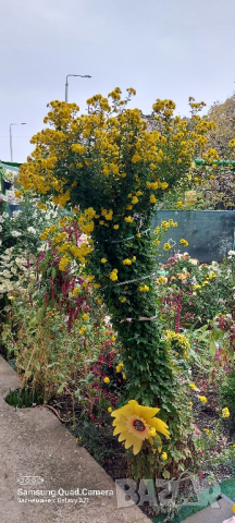 Продавам различни видове хризантеми , снимка 7 - Градински цветя и растения - 44752282