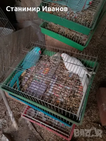 Александри 2021 2022год.различни цветове и мутации оформени птици.