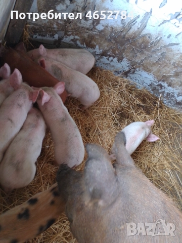 Малки прасенца на 40 дни, снимка 2 - Прасета - 52534604