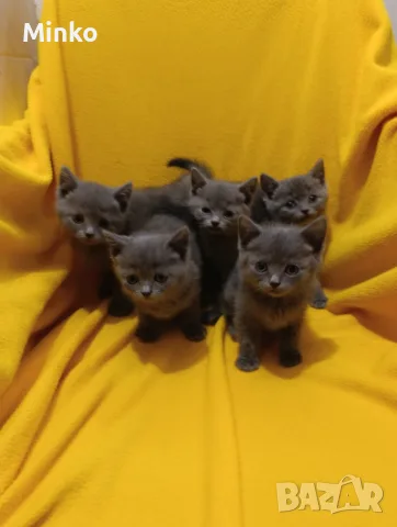 Котета от порода Руска синя котка !, снимка 4 - Руска синя котка - 56255721