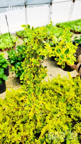 Евонимус Емералд Голд, Euonymus Emerald and Gold!!!, снимка 9 - Градински цветя и растения - 54317303