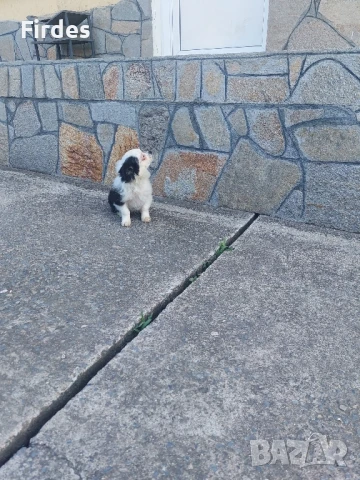 мъжки мини чихуахуа , снимка 1