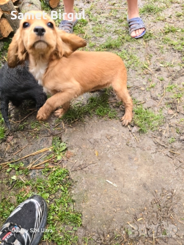 Кученца, снимка 9 - Кокер шпаньол - 52924891