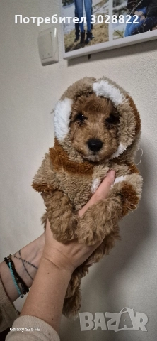 Пудел Той , снимка 3 - Пудели - 52951057