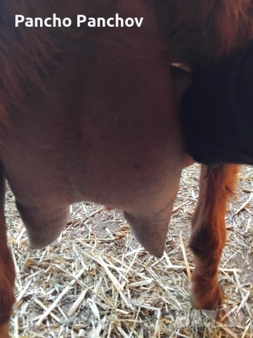 продавам четири кози , снимка 3 - Кози - 54322070