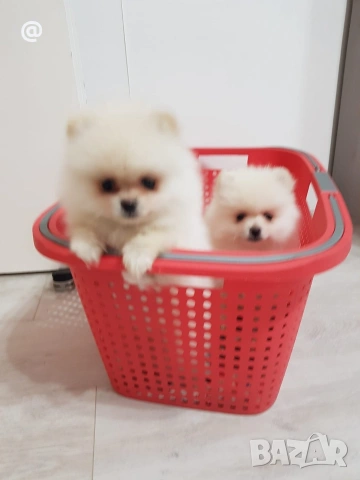 Померан померани Гр. София, снимка 4 - Померан - 54000226