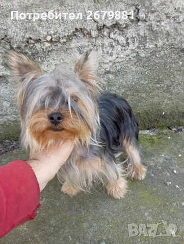 Йоркширски териер , снимка 3 - Йоркширски териер - 54315988