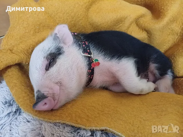 Декоративно прасенце