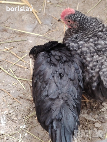 Продавам чифт шабо, снимка 4 - други­ - 54335999