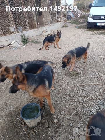 малки немски овчарки , снимка 5 - Немска овчарка - 50062180
