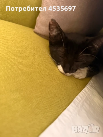 Подарявам коте котка, снимка 1