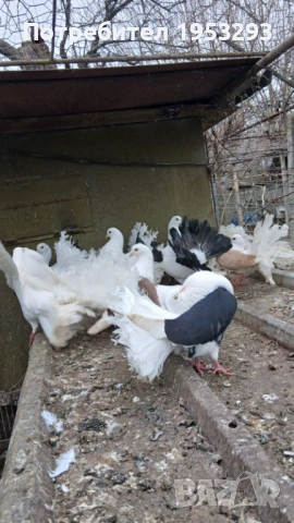 Фенерлий много красиви , снимка 3 - Гълъби - 54163174