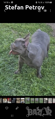 Френски булдог , снимка 7 - Френски булдог - 52351352