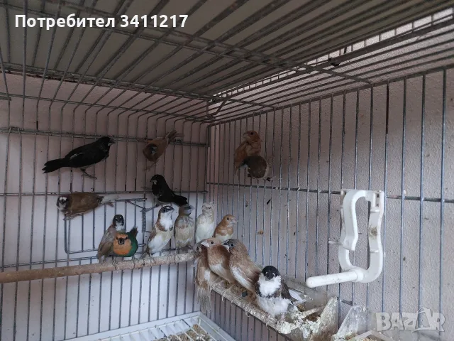 продавам амадини , снимка 3 - Амадини - 56103824