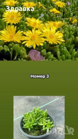 Делосперма 7 цвята , снимка 3 - Градински цветя и растения - 44407392