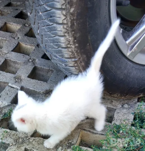 Подаряваме котета., снимка 13 - Други - 54716851