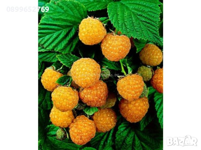 Жълта малина