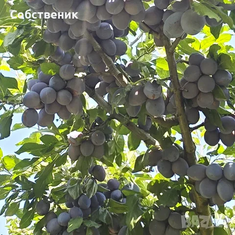 Парцел с овошки, снимка 11 - Парцели - 54730105